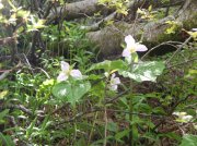 6.10.06 Table Mtn_3CR 136 